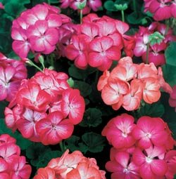 Geranium Seeds - Geranium Horizon Picotee Hybrid Mix