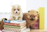 読書の時間　300ピース 時間