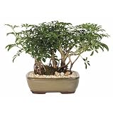 Live 12 Schefflera Bonsai Tree