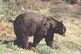 Tru-Life Paper Targets - Bear