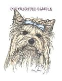 Yorkshire Terrier - Head Study by Cindy Farmer
