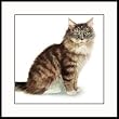 Maine Coon by Drew Strouble