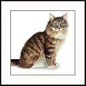 Maine Coon by Drew Strouble