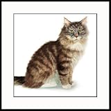 Maine Coon by Drew Strouble