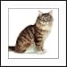 Maine Coon by Drew Strouble