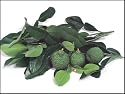 Kaffir Lime Tree - Grow Indoors or on Your Patio! 2-3 Year Old Tree; Leaves Used in Gourmet Cooking-We Ship to California and Most Other States
