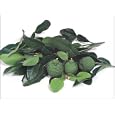 Kaffir Lime Tree - Grow Indoors or on Your Patio! 2-3 Year Old Tree; Leaves Used in Gourmet Cooking-We Ship to California and Most Other States