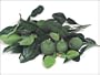 Kaffir Lime Tree - Grow Indoors or on Your Patio! 2-3 Year Old Tree; Leaves Used in Gourmet Cooking-We Ship to California and Most Other States