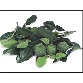 Kaffir Lime Tree - Grow Indoors or on Your Patio! 2-3 Year Old Tree; Leaves Used in Gourmet Cooking-We Ship to California and Most Other States