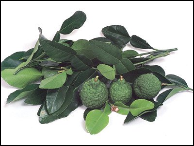 Kaffir Lime Tree