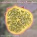 Music : Extraordinary Tribute to Fiona Apple