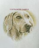 Weimaraner - Portrait by Cindy Farmer
