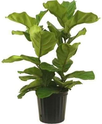 8-3/4 In. Ficus Pandurata Bush in Pot Tropical Looking Plant with Long Stems and Large Leaves