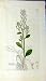Samolus Velerandi Plant 1799 Sowerby Botanical Print