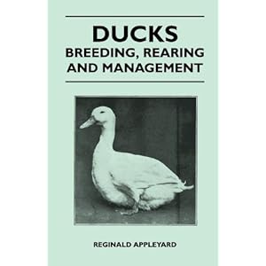 Ducks Breeding