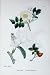 Botany Plants C1902 Common Dog Rose Rosa Canina Flower