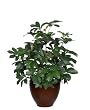 Artificial 2' Green Scheffelera in Round Matte Brown Ceramic