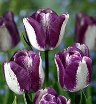 Hot Pants Triumph Tulip 10 Bulbs - New - Strong Stems!