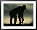 Silhouetted Bonobo Framed Art Poster Print by Michael Nichols, 39x31