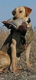 Avery Floating Tuff Hunting Dog Parka