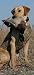 Sporting Goods : Avery Floating Tuff Hunting Dog Parka