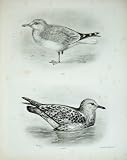 1909 THE HERRING GUL LARUS ARGENTATUS AUTUMN PLUMAGE