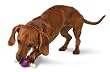 Premier Busy Buddy Bouncy Bone Dog Toy, Small