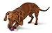 Premier Busy Buddy Bouncy Bone Dog Toy, Small