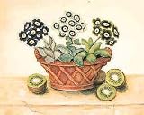 Auriculas With Kiwi Poster Print