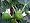 Genoa Purple Italian Fig Ficus Carica
