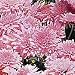 Pink Cushion Mums - Plants