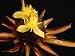Yellow-Eyed Grass (Xyris Involuevata) Flower, Autana Tepui, Venezuela Photographic Poster Print by Mark Moffett, 24x18
