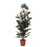 f-DECO ���[�Y�s���N 90cm