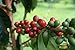 Kenya Peaberry Plus Rwaikamba Co-op Ngutu 100% Arabica Coffee Beans (Light Roast (City), 2.5 pounds Whole Beans)