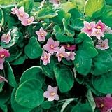 African Violet Seeds - African Violet Fantasy Hybrid Trailing