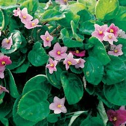 African Violet Seeds - African Violet Fantasy Hybrid Trailing