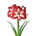 Christmas Plants-Amaryllis Christmas Star