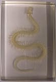 World Buyers - Extra Large Snake Skeleton Paperweight
