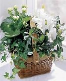 A Thoughtful Plant Gift From the Garden