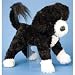 Portuguese Water Dog