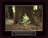 Determination - Little Pine, Framed Art Print