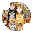 Cats Cats Cats Carsters - Coasters for Your Car