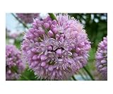 Allium Botanical Photographic Poster Print by Mary Jane Golden, 10x8