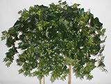 Review Silk Plants Plus  / 32