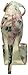 Betsey Johnson Women's Angelick