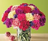 Two Dozen Assorted Carnations