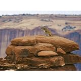 A Mountain Lion Pauses Atop a Cliff Ledge Photographic Poster Print by Norbert Rosing,... by AllPosters.com