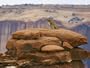 A Mountain Lion Pauses Atop a Cliff Ledge Photographic Poster Print by Norbert Rosing, 36x48