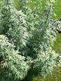 Wormwood Herbal Tea