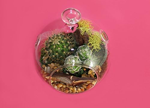 Terrarium Live Indoor Cactus "Wood Bark" in 4-inch Diameter Hanging Glass Globe, Premade.